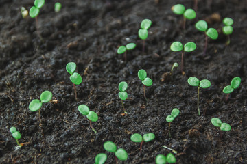 Small seedlings.Group of green sprouts growing out from soil.