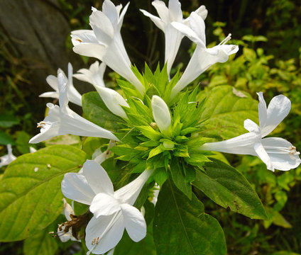 a bunch of white petaled lecus cephalotes or drona puspi  flowers in an Indian garden.