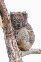 Koala resting in a gum tree