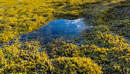 Wild beach plant around water