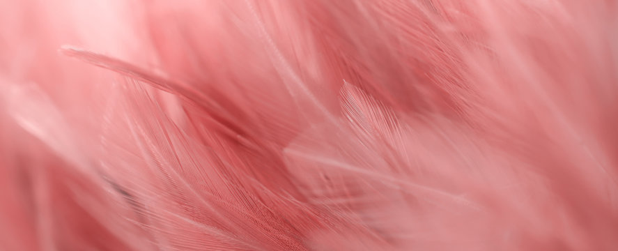 Fototapeta Image nature art of wings bird,Soft pastel detail of design,chicken feather texture,white fluffy twirled on transparent background wallpaper Abstract. Coral Pink color trends and  vintage.