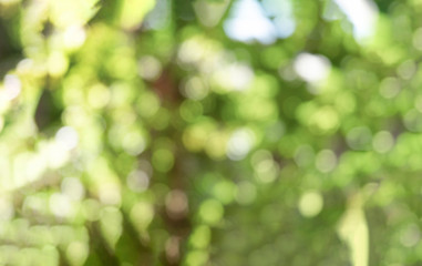 Green bokeh light nature from tree and sky background is a shiny naturally occurring shadow that is...