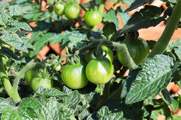 Fototapeta premium A bunch of green tomatoes growing on a plant