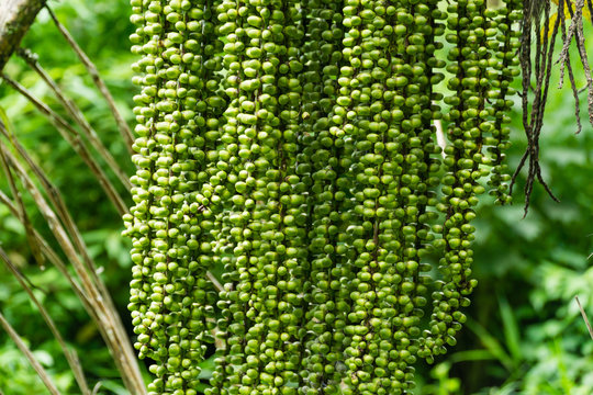 Sweet palm fruit also known as Kaong or Kolang Kaling which is the endosperm part of sugar palm