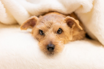 毛布に包まるノーフォークテリア犬