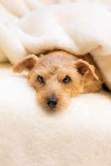 毛布に包まるノーフォークテリア犬