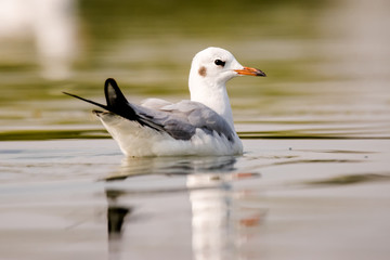 Migratory bird Seagull swimming at Nalsarovar Lake