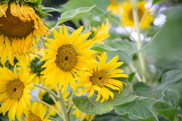 Obraz premium Sunflower in the garden. Close-up of sunflower.