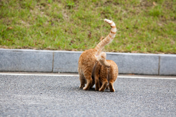 cat couple