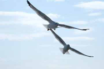 Fototapeta premium Twin seagulls fly on light blue sky