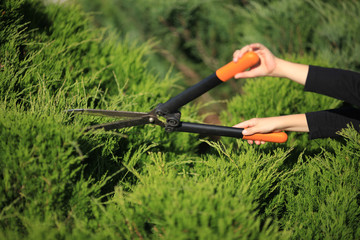 Fototapeta premium Autumn work in the garden. Shearing of the juniper with shears. Soft focus.