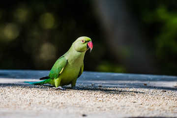 Rose-Ringed Parakeet
