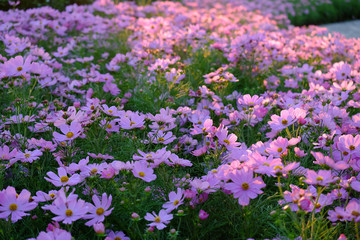 Pink cosmos flower blooming in the garden.