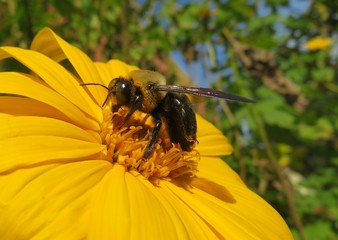 Tropical bumblebee on yellow flower in Florida nature, closeup