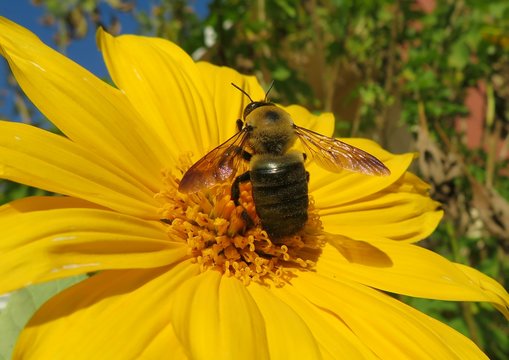 Bumblebee On Yellow Flower