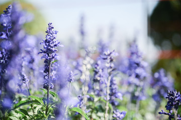 Obraz premium Beautiful lavander flowers in the garden on summer.