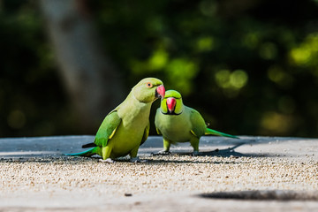Rose-Ringed Parakeet