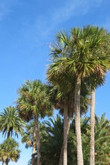 Palm trees on blue sky background in Florida nature 