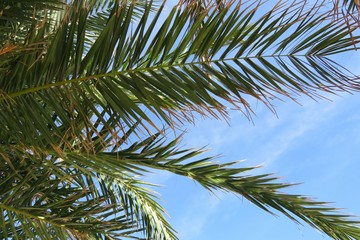 Fototapeta premium Palm tree branches on blue sky background in Florida nature