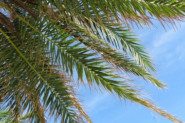Fototapeta na wymiar Palm tree branches on blue sky background in Florida nature
