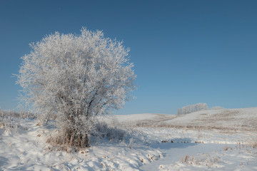 Frosty diamond willow tree