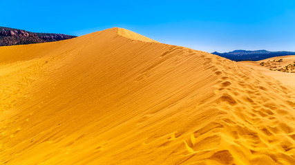 Hiking to the Top of one of the Sand Dunes in the Coral Pink Sand Dunes State Park along Vermilion Cliffs in Kanab County in Utah, United States