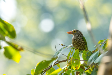 Brown Headed Barbet perched