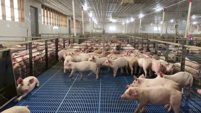 Closeup rising shot of pigs in pen, running scared, industrial factory farm
