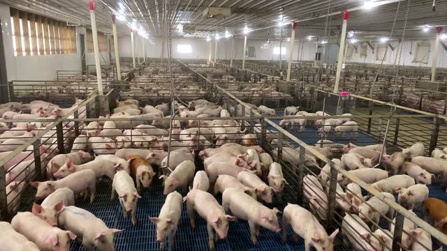 Wide angle pan shot of massive hog operation, industrial pig farm, cramped pigpens