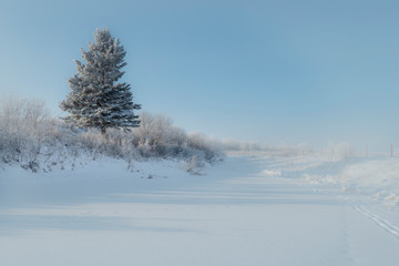 Fototapeta na wymiar lone spruce in winter pasture