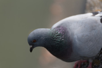 鳩　様