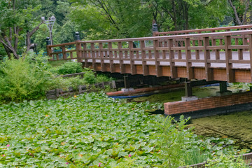 ハスの葉と橋