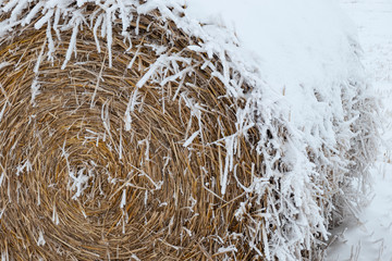 round bale and frost