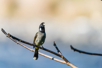 Himalayan Bulbul perched on a stick