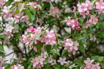 Spring background with blossoming apple tree