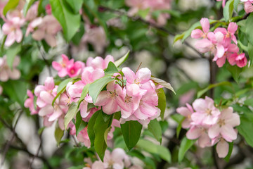 Obraz na płótnie Canvas Spring background with blossoming apple tree