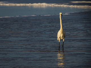 Heron on the beach