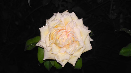 Rose in night