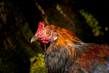 Chickens