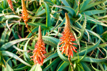 Fototapeta premium Aloe flowers background.