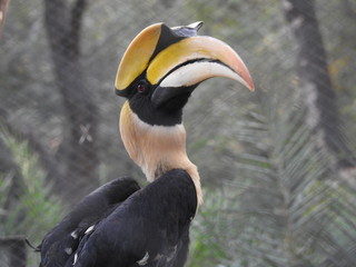 Great Hornbill , Great hornbill, Great indian hornbill, Great pied hornbill © Motion Photography