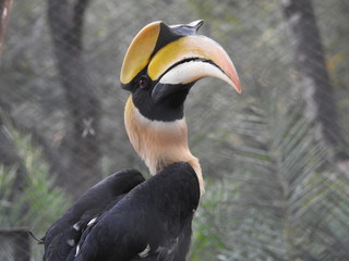 Great Hornbill , Great hornbill, Great indian hornbill, Great pied hornbill © Motion Photography
