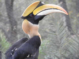 Great Hornbill , Great hornbill, Great indian hornbill, Great pied hornbill © Motion Photography