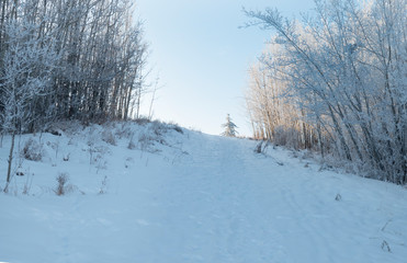 Fototapeta na wymiar winter trail