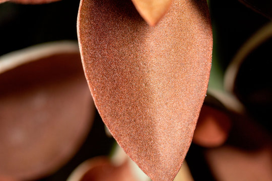 Macrophoto Of Nature And Life In The Garden