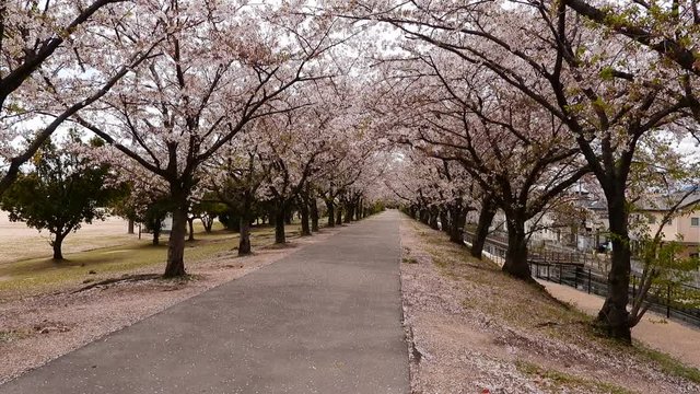桜土手の、さくら並木