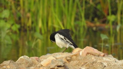 Pied kingfisher male.Bird,Thailand,Bird standing,Green background,Black and white birdPied...