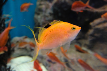 Fototapeta premium 水中を泳ぐ色鮮やかなサクラダイの集団