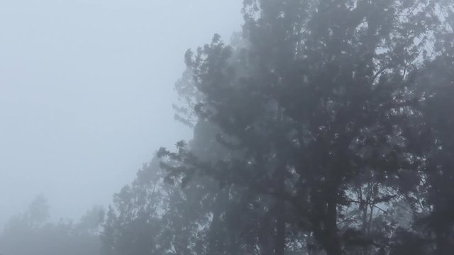 The fog, drizzle covering the hilly landscape and the steady wind gently shaking the trees. This was shot in yercaud which is a famous hill station in south india.