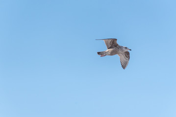 Juvenile seagull 